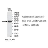 ORC5L Antibody from Signalway Antibody (39781) - Antibodies.com