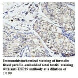 USP29 Antibody from Signalway Antibody (39787) - Antibodies.com