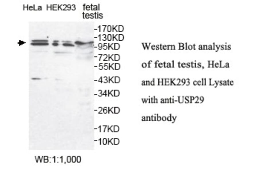 USP29 Antibody from Signalway Antibody (39787) - Antibodies.com