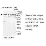 USP29 Antibody from Signalway Antibody (39787) - Antibodies.com