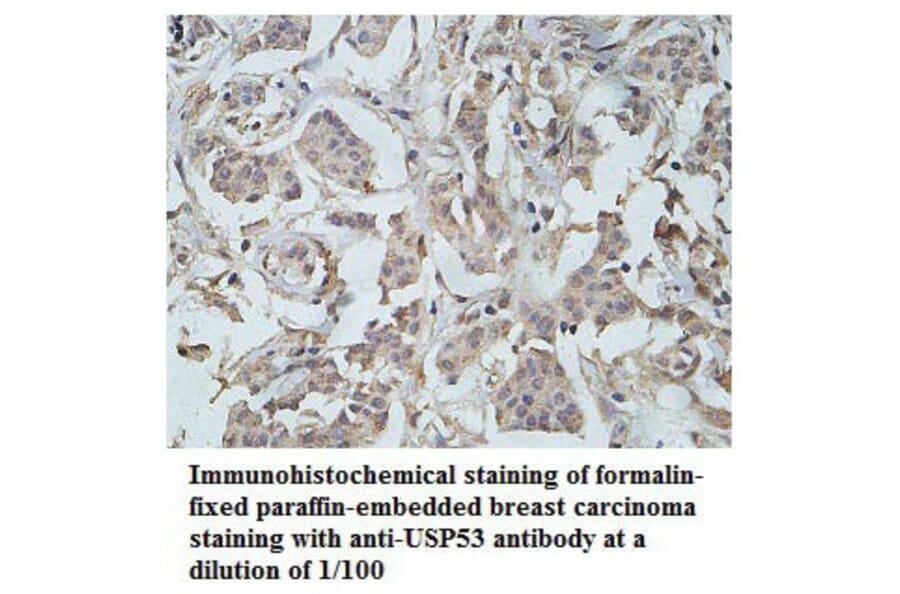 USP53 Antibody from Signalway Antibody (39788) - Antibodies.com