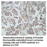 USP53 Antibody from Signalway Antibody (39788) - Antibodies.com