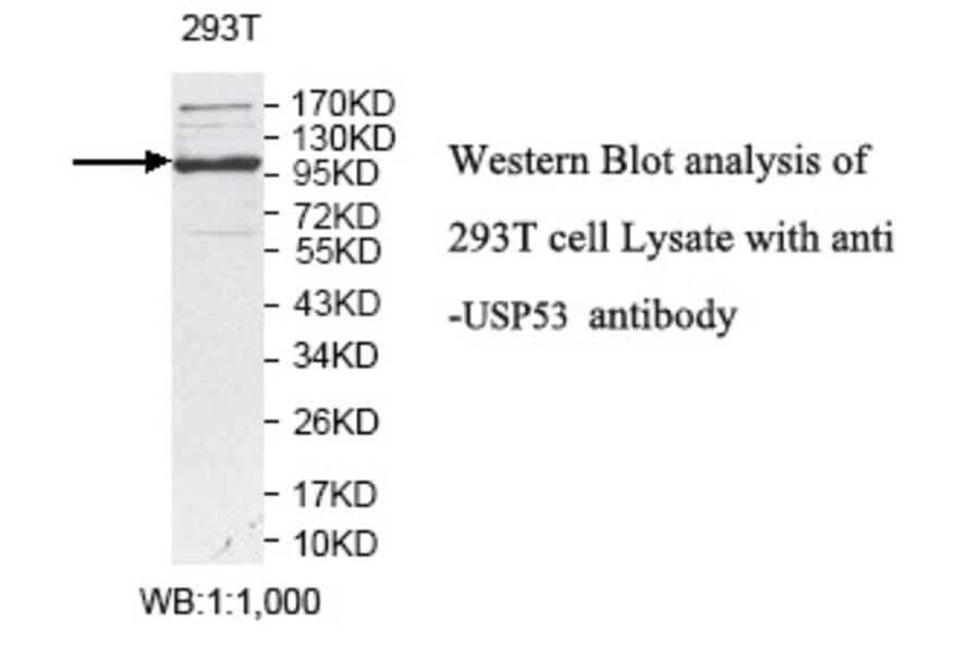 USP53 Antibody from Signalway Antibody (39788) - Antibodies.com