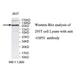 USP53 Antibody from Signalway Antibody (39788) - Antibodies.com