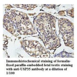 USP35 Antibody from Signalway Antibody (39789) - Antibodies.com
