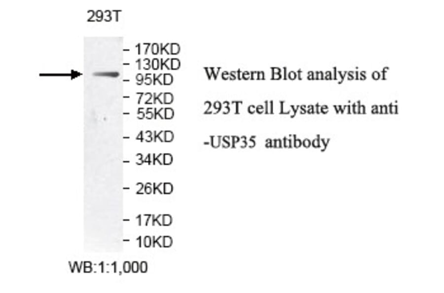 USP35 Antibody from Signalway Antibody (39789) - Antibodies.com