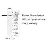USP35 Antibody from Signalway Antibody (39789) - Antibodies.com