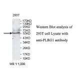 PLRG1 Antibody from Signalway Antibody (39794) - Antibodies.com