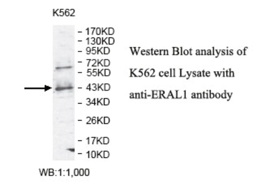 ERAL1 Antibody from Signalway Antibody (39800) - Antibodies.com