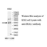 ERAL1 Antibody from Signalway Antibody (39800) - Antibodies.com