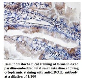 ERO1L Antibody from Signalway Antibody (39835) - Antibodies.com