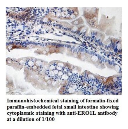 ERO1L Antibody from Signalway Antibody (39835) - Antibodies.com