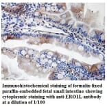 ERO1L Antibody from Signalway Antibody (39835) - Antibodies.com