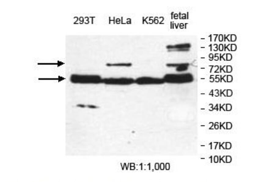 ERO1L Antibody from Signalway Antibody (39835) - Antibodies.com