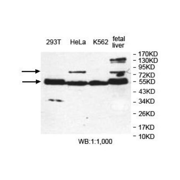 ERO1L Antibody from Signalway Antibody (39835) - Antibodies.com