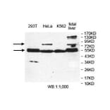 ERO1L Antibody from Signalway Antibody (39835) - Antibodies.com