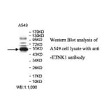 ETNK1 Antibody from Signalway Antibody (39836) - Antibodies.com