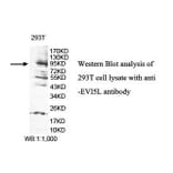 EVI5L Antibody from Signalway Antibody (39838) - Antibodies.com
