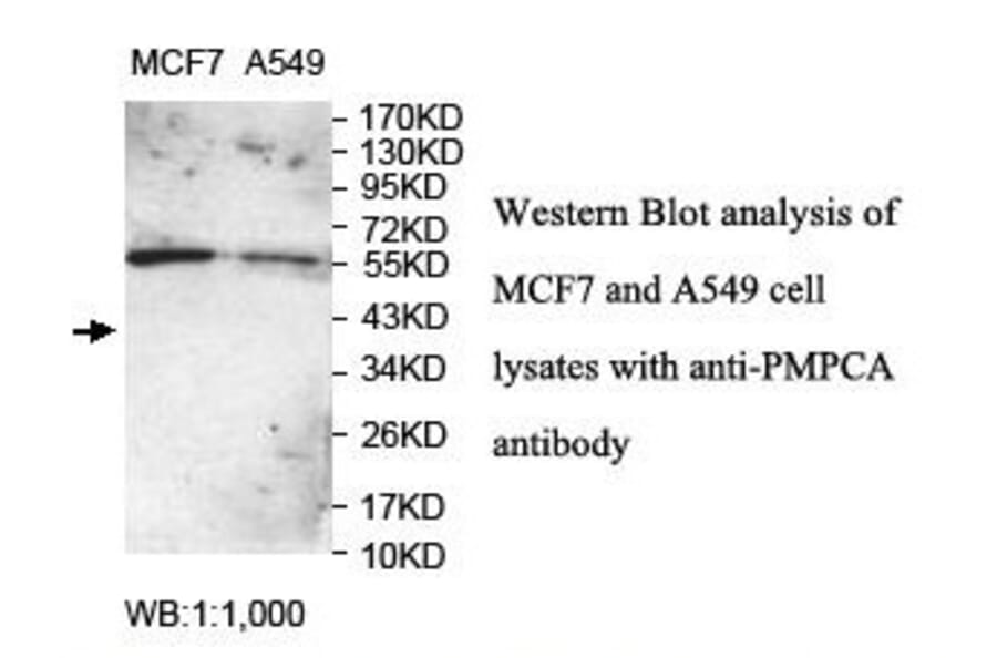 PMPCA Antibody from Signalway Antibody (39839) - Antibodies.com