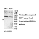 PMPCA Antibody from Signalway Antibody (39839) - Antibodies.com