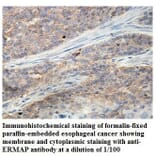 ERMAP Antibody from Signalway Antibody (39845) - Antibodies.com