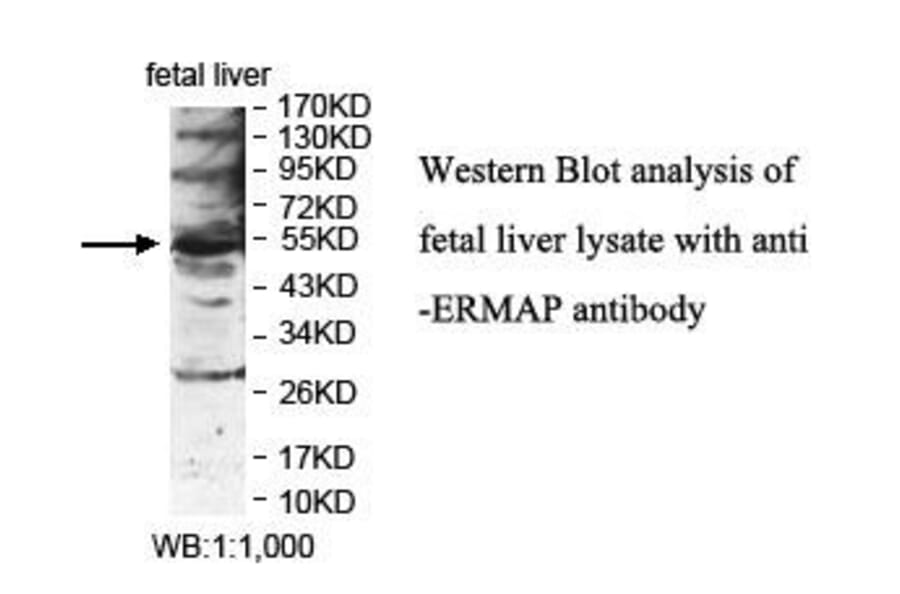 ERMAP Antibody from Signalway Antibody (39845) - Antibodies.com