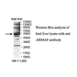 ERMAP Antibody from Signalway Antibody (39845) - Antibodies.com