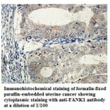 FANK1 Antibody from Signalway Antibody (39853) - Antibodies.com