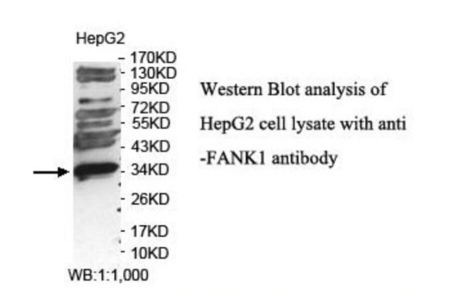 FANK1 Antibody from Signalway Antibody (39853) - Antibodies.com