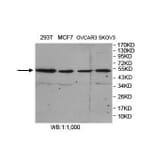 FARS2 Antibody from Signalway Antibody (39857) - Antibodies.com