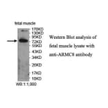 ARMC8 Antibody from Signalway Antibody (39861) - Antibodies.com