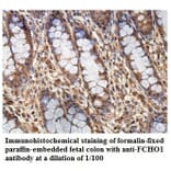 FCHO1 Antibody from Signalway Antibody (39866) - Antibodies.com