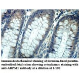 ARPM1 Antibody from Signalway Antibody (39867) - Antibodies.com