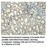 LENG8 Antibody from Signalway Antibody (39875) - Antibodies.com