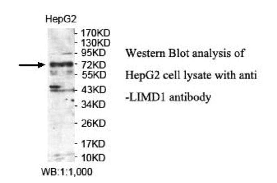 LIMD1 Antibody from Signalway Antibody (39892) - Antibodies.com