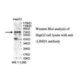 LIMD1 Antibody from Signalway Antibody (39892) - Antibodies.com