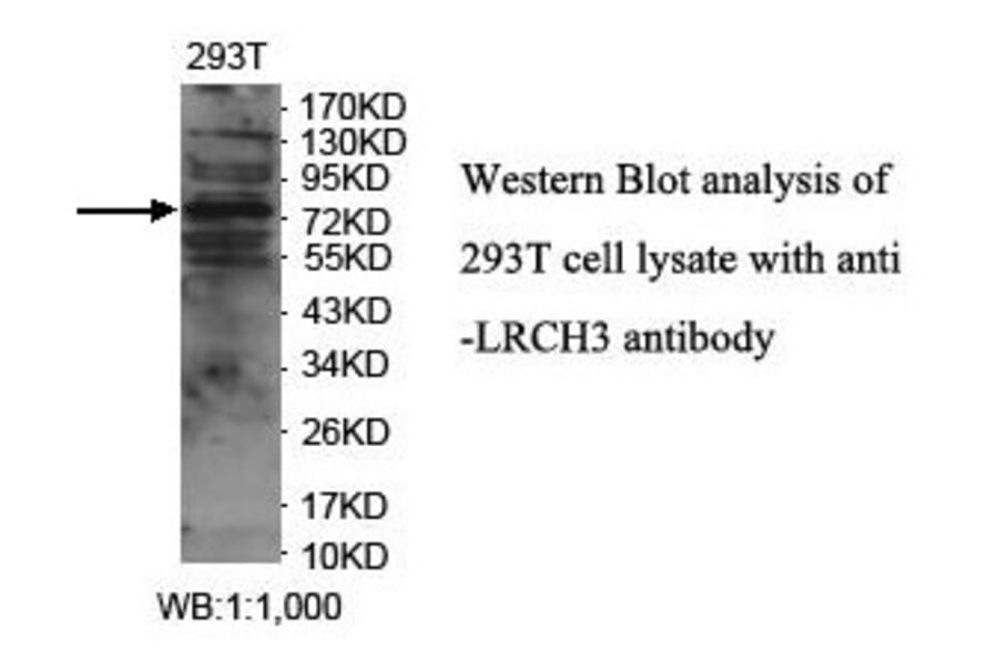 LRCH3 Antibody from Signalway Antibody (39896) - Antibodies.com