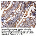 LRCH4 Antibody from Signalway Antibody (39897) - Antibodies.com