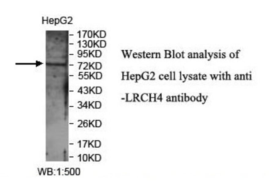 LRCH4 Antibody from Signalway Antibody (39897) - Antibodies.com