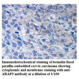 ARAP3 Antibody from Signalway Antibody (39906) - Antibodies.com