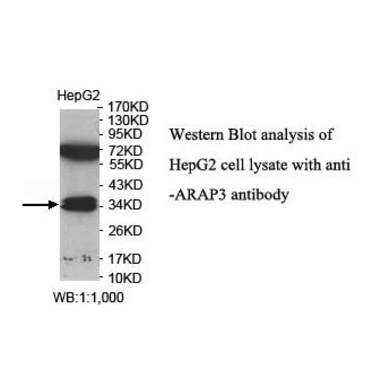 ARAP3 Antibody from Signalway Antibody (39906) - Antibodies.com
