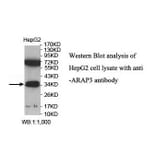 ARAP3 Antibody from Signalway Antibody (39906) - Antibodies.com
