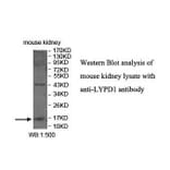 LYPD1 Antibody from Signalway Antibody (39909) - Antibodies.com