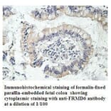 FRMD6 Antibody from Signalway Antibody (39914) - Antibodies.com
