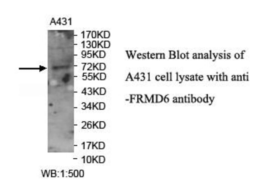 FRMD6 Antibody from Signalway Antibody (39914) - Antibodies.com