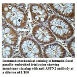 ASTN2 Antibody from Signalway Antibody (39916) - Antibodies.com