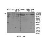 ASTN2 Antibody from Signalway Antibody (39916) - Antibodies.com