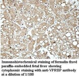 VprBP Antibody from Signalway Antibody (39965) - Antibodies.com