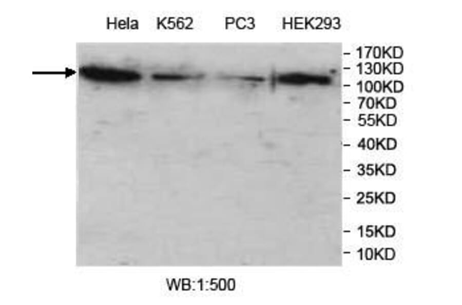 VprBP Antibody from Signalway Antibody (39965) - Antibodies.com