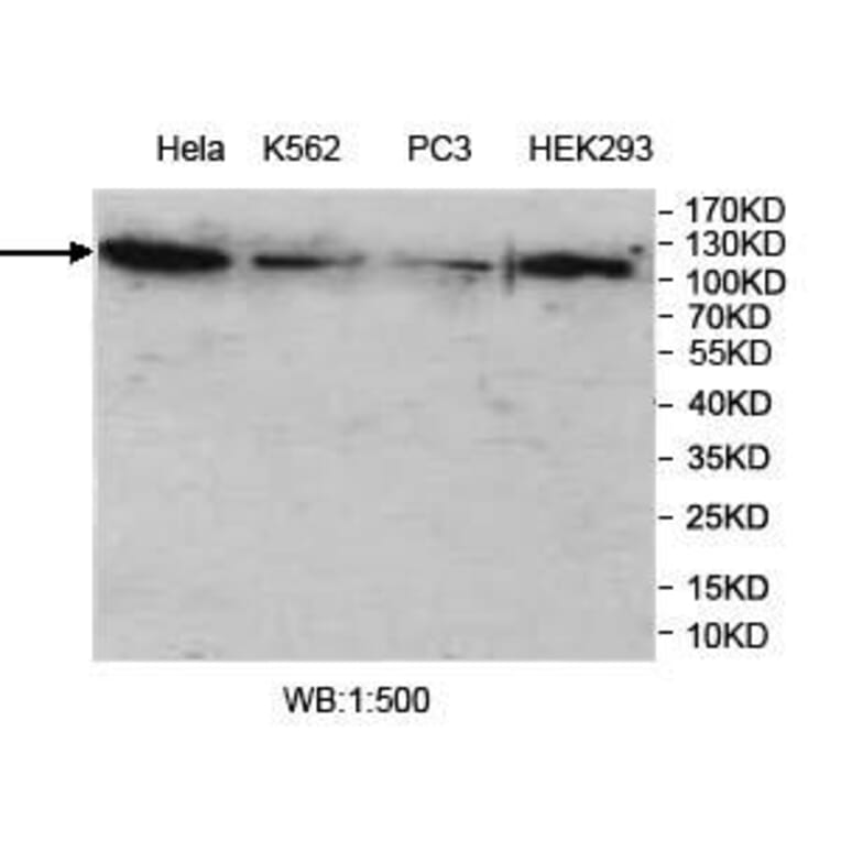 VprBP Antibody from Signalway Antibody (39965) - Antibodies.com